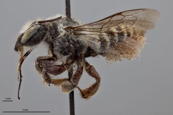 Media type: image;   Entomology 790844 Aspect: habitus lateral view